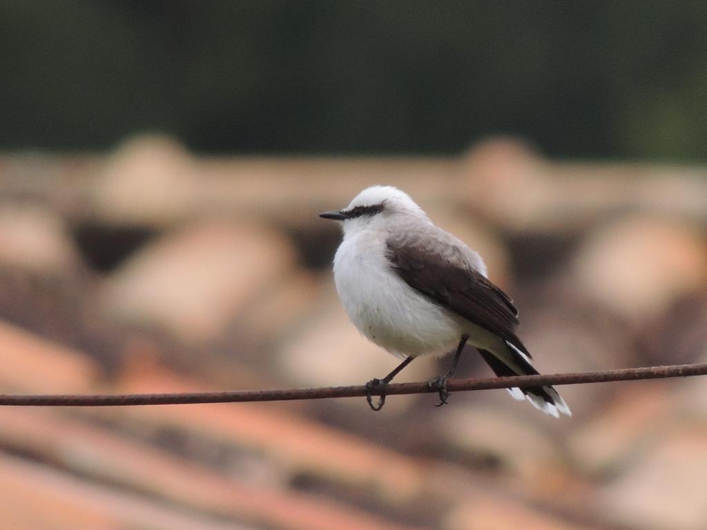 Fazenda Sao Luiz São Luís do Paraitinga